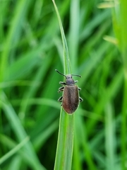 Lagria villosa