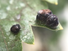 Colomerus vitis