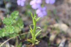 Isotoma hypocrateriformis