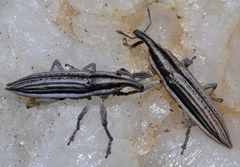 Lixus anguinus