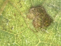 Colomerus vitis