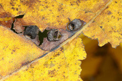 Hormaphis hamamelidis