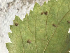 Colomerus vitis