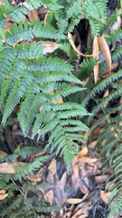 Dryopteris arguta