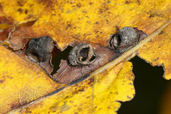 Hormaphis hamamelidis