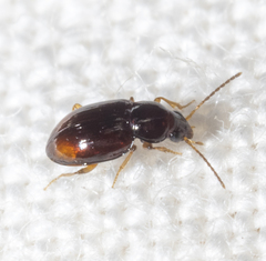 Elaphropus