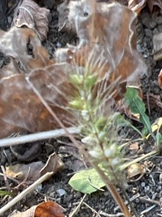 Plantago aristata