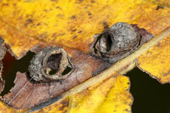 Hormaphis hamamelidis