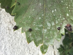 Colomerus vitis