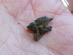 Poropterus ellipticus