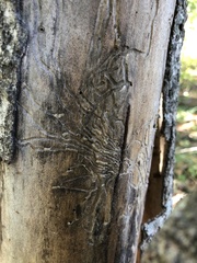 Agrilus planipennis
