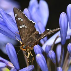 Apyrrothrix araxes araxes