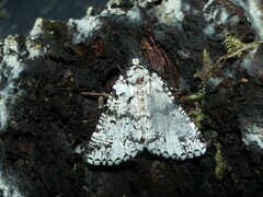 Lophosigna catasticta