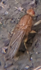 Heleomyzinae