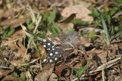 Numida meleagris domesticus