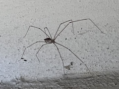 Crossopriza