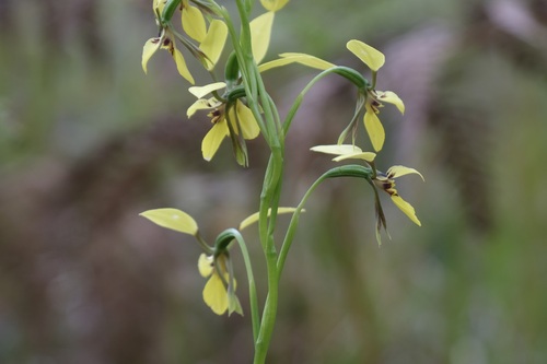 Image of Lemon Doubletail (Diuris abbreviata) by (c) AmandaF, some rights reserved (CC BY)