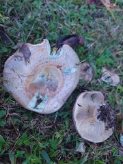 Lactarius chelidonium