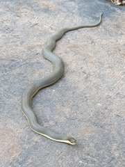 Regina septemvittata