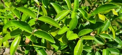 Zanthoxylum nitidum
