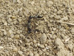 Cataglyphis aenescens