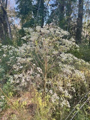 Eupatorium serotinum