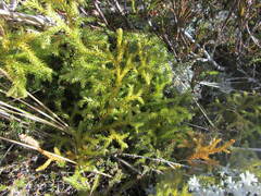 Austrolycopodium fastigiatum