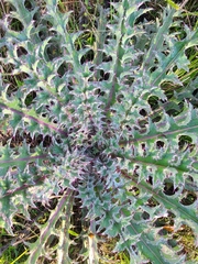 Cirsium horridulum