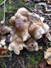 Lyophyllum decastes