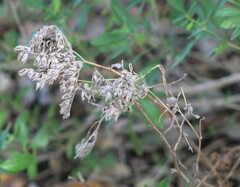 Phacelia congesta