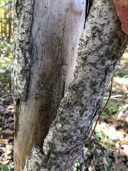 Agrilus planipennis
