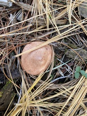 Lactarius chrysorrheus