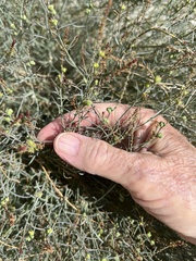 Stillingia linearifolia