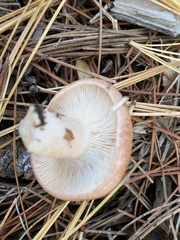 Lactarius chrysorrheus