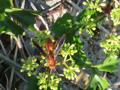 Polistes carolina