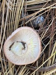 Lactarius chrysorrheus