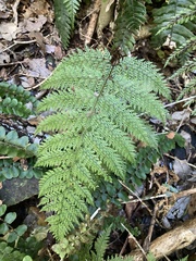 Leptolepia novae-zelandiae