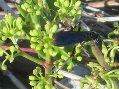 Pompilidae