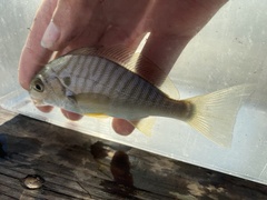 Leiostomus xanthurus