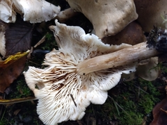 Lyophyllum decastes