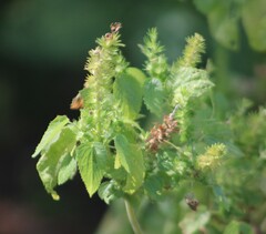 Acalypha ostryifolia