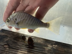Leiostomus xanthurus