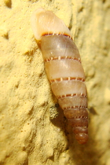 Papillifera