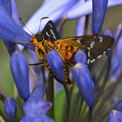 Apyrrothrix araxes araxes