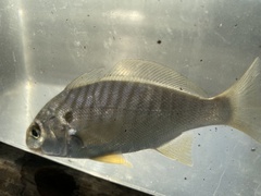 Leiostomus xanthurus