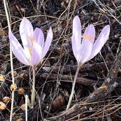 Crocus serotinus