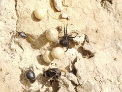 Latrodectus tredecimguttatus