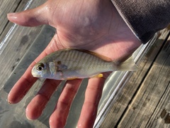 Leiostomus xanthurus