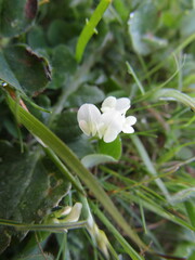Trifolium subterraneum