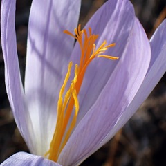 Crocus serotinus
